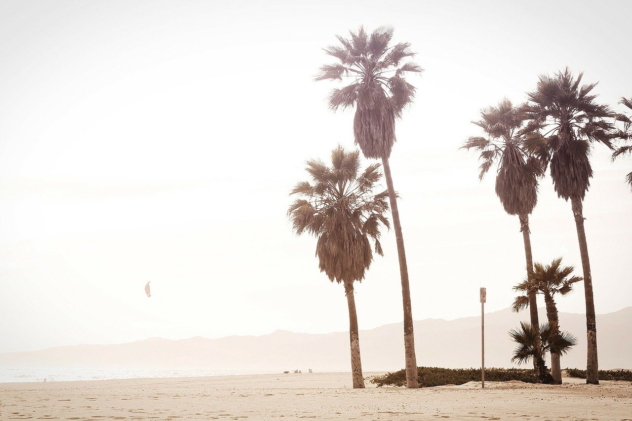 palm-336688_1280